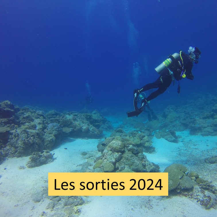 Les sorties 2024