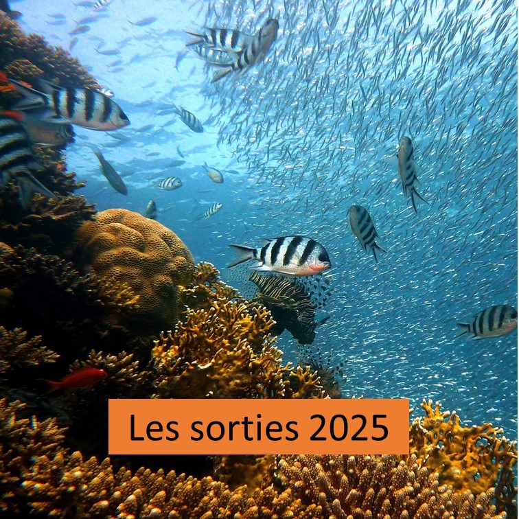 Les sorties 2025